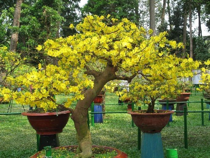 Mengunjungi desa penghasil bunga mai bonsai Dien Hoa - ảnh 1