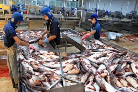 Eksport ikan patin di provinsi-provinsi di daerah dataran rendah sungai Mekong meningkat. - ảnh 1