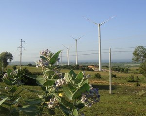  Investasi sebanyak 800 juta USD untuk meningkatkan energi listrik tenaga angin  - ảnh 1