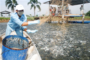 Vietnam's Tra fish comply with international standards - ảnh 3