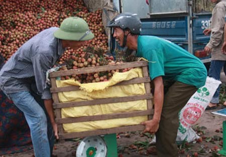 越南农产品对华出口朝着可持续方向发展 - ảnh 3