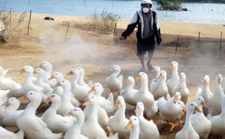 越南采取紧急措施预防H7N9禽流感 - ảnh 1