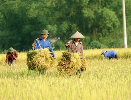 九龙江平原农民致力于可持续发展农业 - ảnh 1