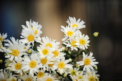美丽的白菊花 - ảnh 1