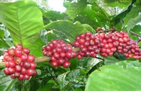 越南致力于提高咖啡价值 - ảnh 3