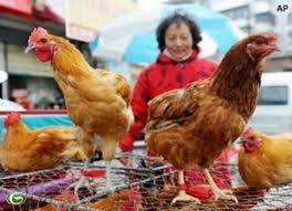越南卫生部发布H7N9禽流感疫情防治手册 - ảnh 1