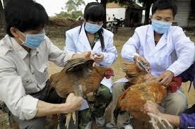 越南尚未发现人和家禽感染H7N9禽流感病例 - ảnh 1