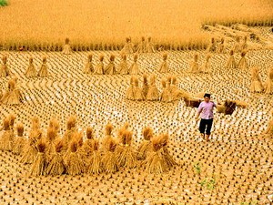 京族人的水稻种植业 - ảnh 2