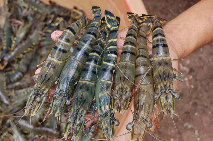  美国取消对越南输美虾类征收反补贴税 - ảnh 1