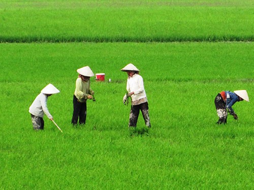 安沛省陆安县大型农田带来的经济效益 - ảnh 2