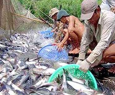 美国国会通过涉越南无鳞鱼产品法案 - ảnh 1