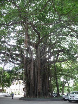 海防市13须榕树被列入越南遗产树名单 - ảnh 1