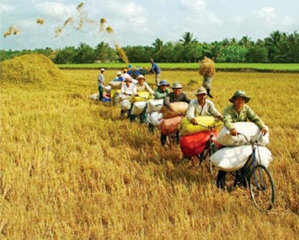 制定出口稻米的长期生产计划 - ảnh 1