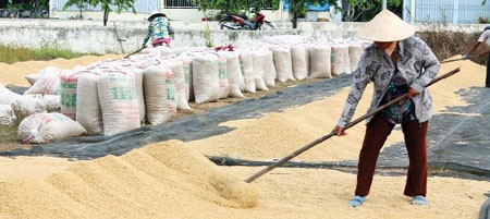 制定出口稻米的长期生产计划 - ảnh 2