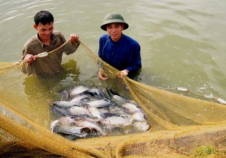 越南农业生产中的种植、养殖、水产业结构重组 - ảnh 3
