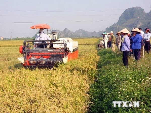 越南农业生产中的种植、养殖、水产业结构重组 - ảnh 2
