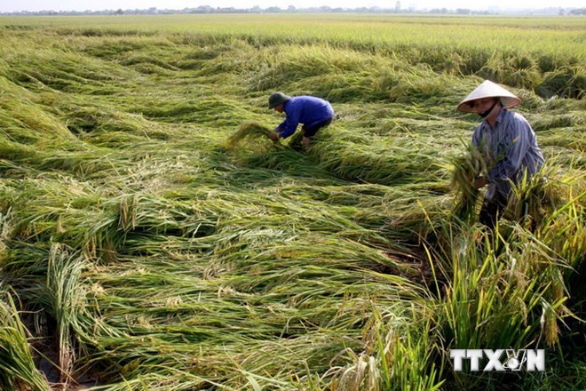 越南加入应对气候变化农业全球联盟 - ảnh 1