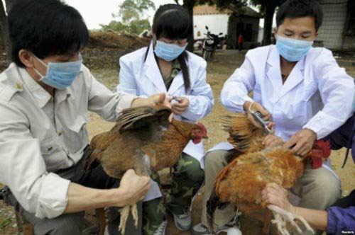 越南未发现家禽感染甲型H5N8禽流感病毒 - ảnh 1