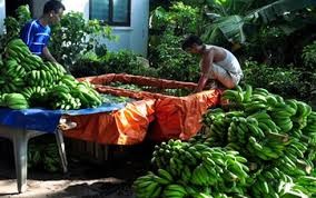 山罗省安州县依靠芭蕉种植让居民脱了贫 - ảnh 1