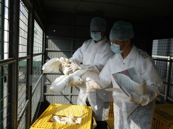 中国香港确诊首个H7N9禽流感病例 - ảnh 1
