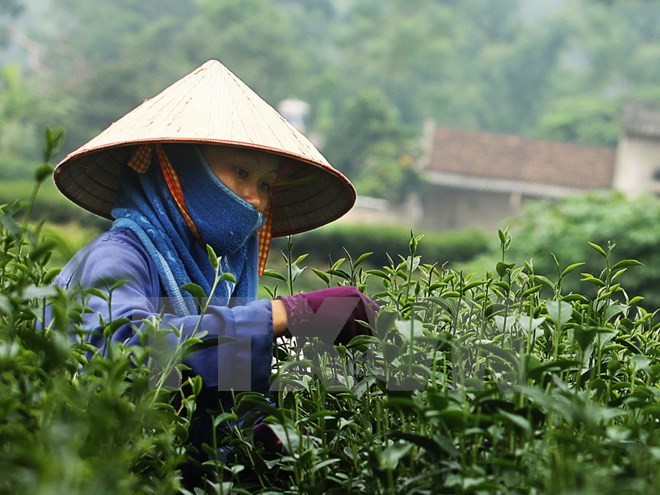 弘扬传统种茶业的“春茶香色”茶文化节 - ảnh 1