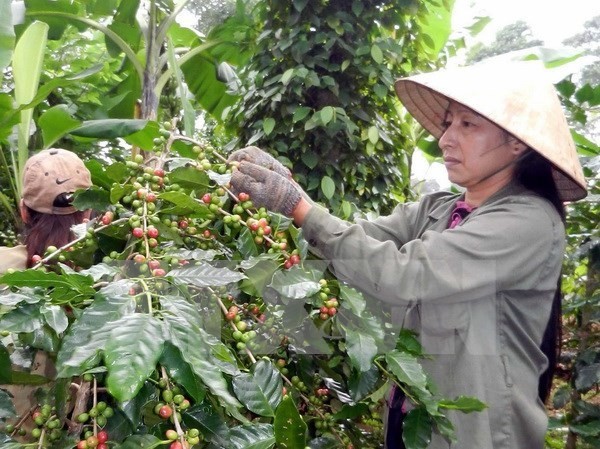  协助多乐省农民可持续开展咖啡种植 提高收入 - ảnh 1