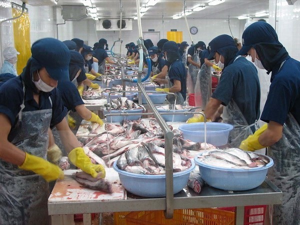 越南无鳞鱼向欧盟市场可持续出口座谈会在比利时举行 - ảnh 1