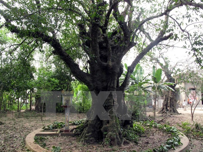 清化省两棵古黄柿树被列入越南遗产树名录 - ảnh 1