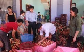 越南12吨荔枝出口到澳大利亚 - ảnh 1