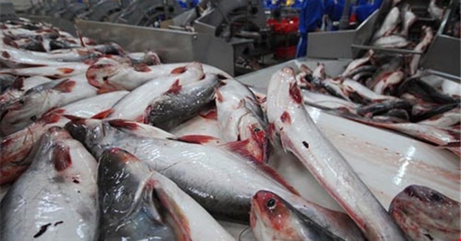 越南企业严格管理查鱼、巴沙鱼养殖流程 - ảnh 1