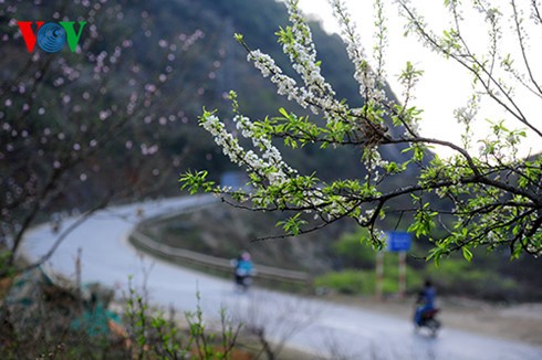 四季花开的木州高原 - ảnh 3