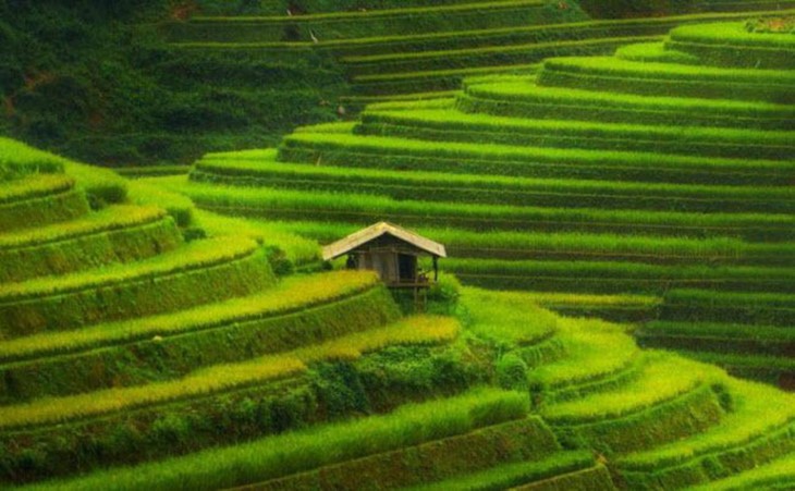 越南穆庚寨梯田被列入全球色彩最佳地名单 - ảnh 2