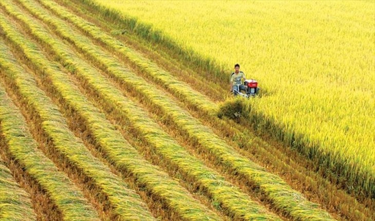 越南-瑞士：遥感技术与保险在水稻生产中的应用 - ảnh 1