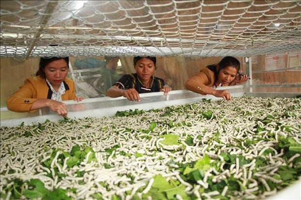  桑蚕业的可持续出口方向论坛在林同省举行 - ảnh 1