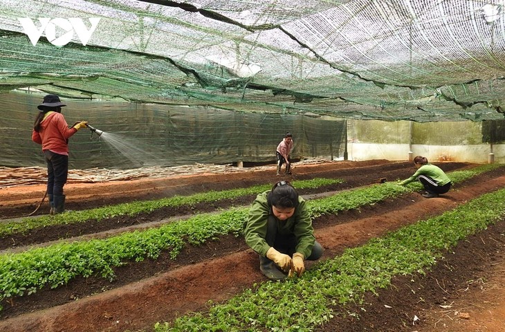 昆嵩省各个乡村积极应用科技于农业生产 - ảnh 1