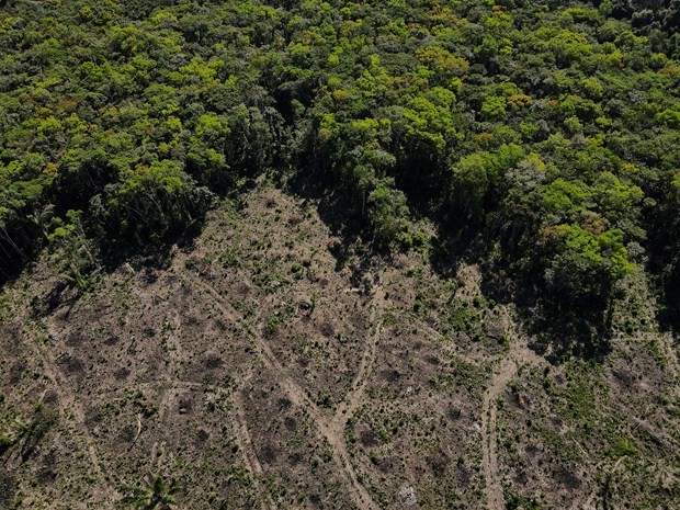    欧洲议会通过减排和增加森林面积法案 - ảnh 1
