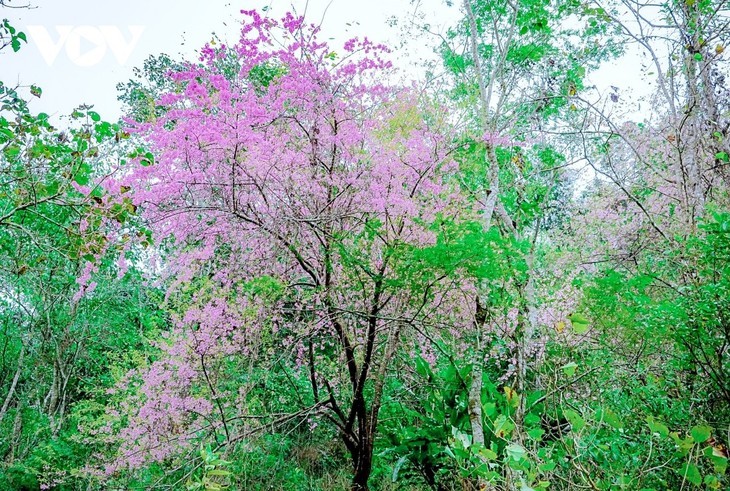 观赏越南西北地区预示着春天到来的山花 - ảnh 7