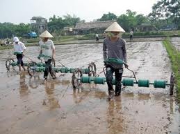 Perancangan penataan kembali kepemilikan sawah untuk membangun pedesaan baru di ibu kota Hanoi - ảnh 4