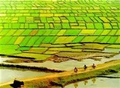 Perancangan penataan kembali kepemilikan sawah untuk membangun pedesaan baru di ibu kota Hanoi - ảnh 2