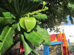 Kisah tentang seorang penanam pohon ketapang yang pertama di pulau Truong Sa Besar - ảnh 5
