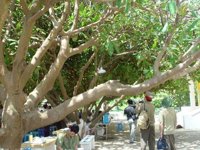Kisah tentang seorang penanam pohon ketapang yang pertama di pulau Truong Sa Besar - ảnh 4