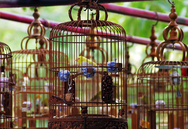 Hobi memelihara burung hias dari orang Hanoi - ảnh 2