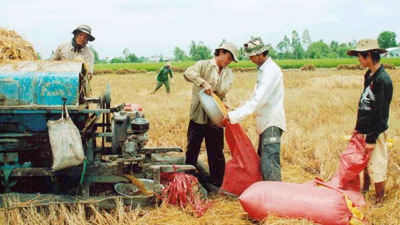 Usaha menanam padi sawah dari etnis Kinh - ảnh 3