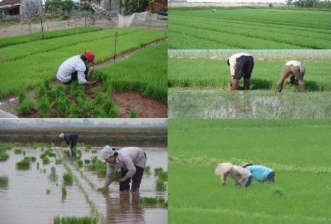 Usaha menanam padi sawah dari etnis Kinh - ảnh 2