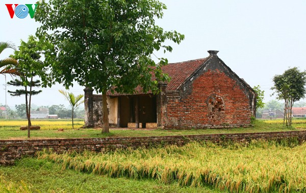 Musim panenan di desa kuno Duong Lam - ảnh 2