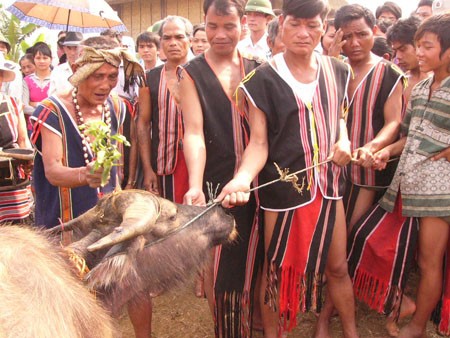 Rakyat etnis Brau di daerah Tay Nguyen - ảnh 2