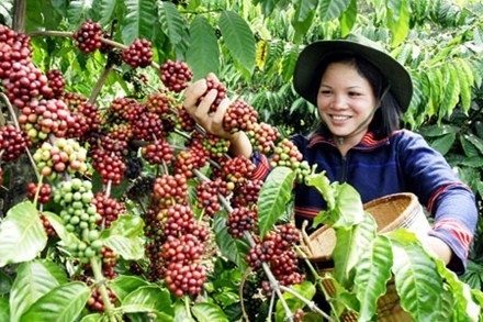 Perkenalan tentang usaha penanaman kopi di Vietnam - ảnh 1