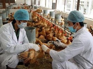 Vietnam siap menghadapi wabah penyakit flu unggas tipe A H7N9 - ảnh 1
