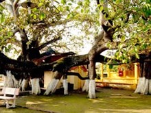 Pohon beringin berpangkal 13 di provinsi Hai Phong mendapat pengakuan sebagai pusaka Vietnam - ảnh 1