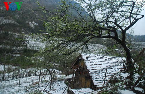 Salju turun di daerah pegunungan Vietnam Utara - ảnh 4